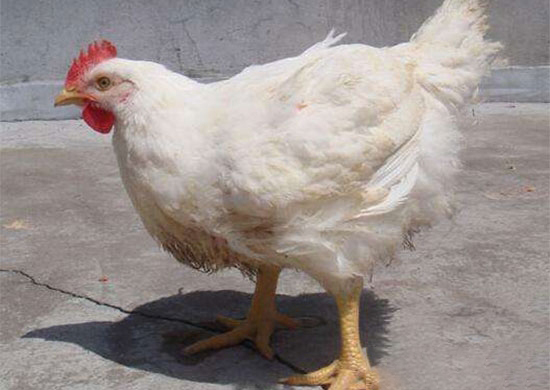 uë̖֪᣿